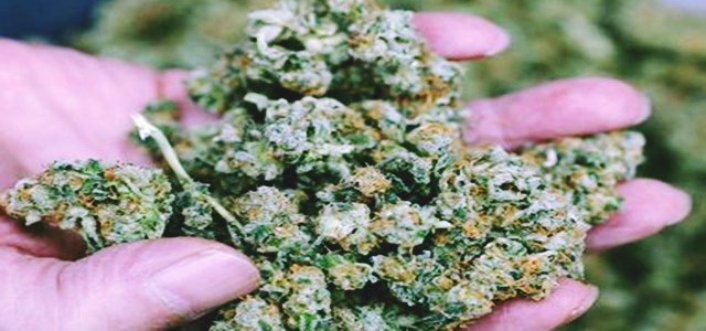 医用大麻合法化是否改变了北美的医疗动态?