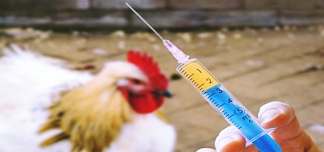 欧盟议会批准限制在动物身上使用抗生素的法律