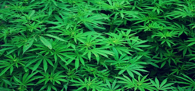 Pasha收购了有执照的大麻生产商和加工商Medcann